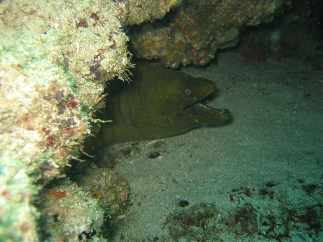 eel